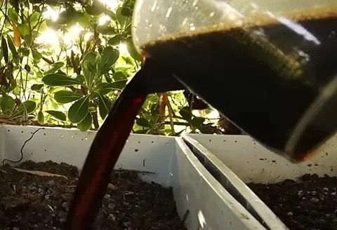 Ch’och’ (Biopreparados agrícolas)